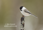 Black Capped Chickadee - #GB126