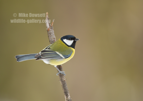 Great Tit - #GB125