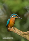 Male Kingfisher Portrait - #KF116