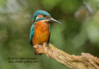 Male Kingfisher Portrait - #KF102