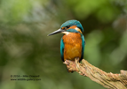 Male Kingfisher Portrait - #KF112