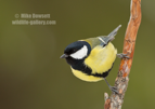 Great Tit - #GB124