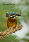 Penguin or Kingfisher ??  - #KF114