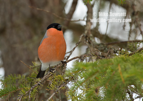 Male Bullfinch - #GB119