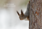 Arctic Red Squirrel in snow - #WL069