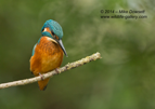 Male Kingfisher Portrait - #KF103