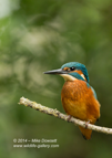 Male Kingfisher Portrait, Book Cover - #KF115