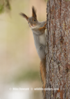 Arctic Red Squirrel - #WL071