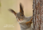 Arctic Red Squirrel - #WL068