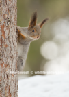 Arctic Red Squirrel in snow - #WL070