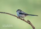 Long Tailed Tit, nice BG - #GB076