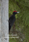 Black Woodpecker - #GB118