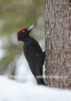  Black Woodpecker in snow - #GB117
