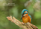 Male Kingfisher Portrait - #KF111