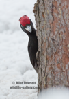 Black Woodpecker - #GB116