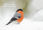 Male Bullfinch in snow - #GB123