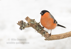 Male Bullfinch in snow - #GB122