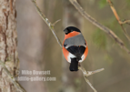 Male Bullfinch - #GB120