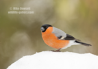 Male Bullfinch in snow - #GB121