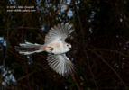 First attempts at High Speed Flash Photography - Long Tailed Tit