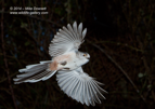First attempts at High Speed Flash Photography - Long Tailed Tit