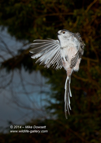 First attempts at High Speed Flash Photography - Long Tailed Tit