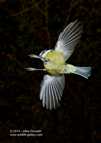 First attempts at High Speed Flash Photography - Blue Tit