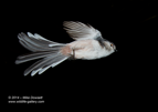 First attempts at High Speed Flash Photography - Long Tailed Tit
