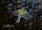 First attempts at High Speed Flash Photography - Blue Tit