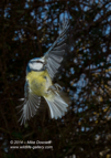 First attempts at High Speed Flash Photography - Blue Tit
