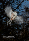 First attempts at High Speed Flash Photography - Long Tailed Tit