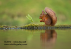 Red Squirrel Reflection - #WL061
