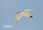 Royal Tern with a fish - #WB074