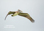 Brown Pelican Landing - #WB078