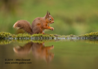 Scottish Red Squirrel Reflection - #WL003