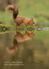 Reflecting Red Squirrel - #WL059