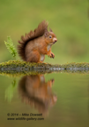 Happy Red Reflection - #WL001