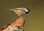 Coal Tit looking down - #GB103