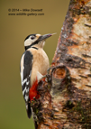 Great Spotted Woodpecker with its tongue out - #GB101