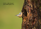Nuthatch - #GB115