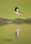 Coal Tit Reflection - #GB094