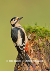  Great Spotted Woodpecker - #GB130