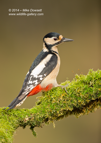 Great Spotted Woodpecker - #GB093