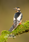  Great Spotted Woodpecker - #GB129
