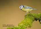 Nice Blue Tit Portrait - #GB097