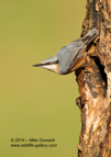 Nuthatch posing - #GB096