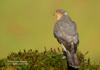 Wild Sparrow Hawk - #RA060