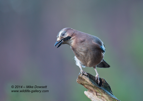 Twisted Jay - #GB095