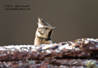 Crested Tit playing hide 'n' seek - #GB098