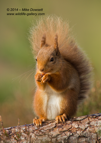 Scottish Red Squirrel - #WL062